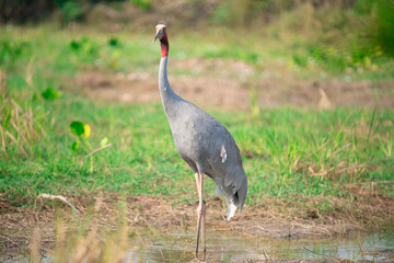 Obraz premium Eastern Sarus Crane. Thai bird. Sarus crane in Thailand.