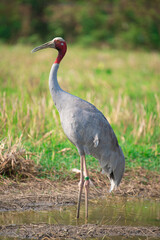 Obraz na płótnie Canvas Eastern Sarus Crane. Thai bird. Sarus crane in Thailand.