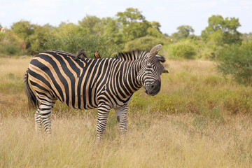Fototapeta premium Steppenzebra und Rotschnabel-Madenhacker / Burchell's zebra and Red-billed oxpecker / Equus burchellii et Buphagus erythrorhynchus