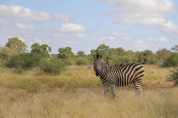 Steppenzebra und Rotschnabel-Madenhacker / Burchell's zebra and Red-billed oxpecker / Equus...