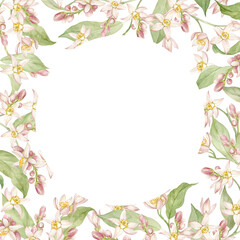 Frame of watercolor lemon branches with fragrant flowers. Hand drawn, isolated