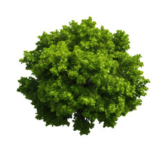 Top view green tree on transparent background - obrazy, fototapety, plakaty