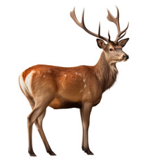 side view Red deer, animal isolated on a white background as transparent background