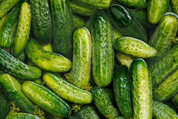 Macro photo fresh green cucumbers. Stock photo vegetable cucumbers