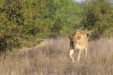 Afrikanischer Löwe / African lion / Panthera leo.