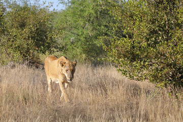 Afrikanischer Löwe / African lion / Panthera leo.