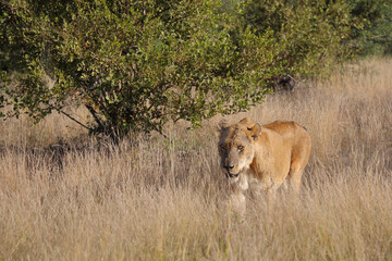 Afrikanischer Löwe / African lion / Panthera leo.