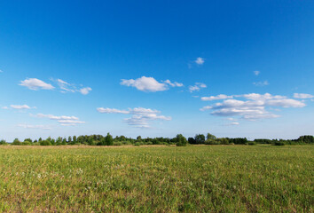 Beautiful, typical, rustic, summer landscape. Field with green grass, trees and bushes in the background. Blue sky with white clouds. Plain.