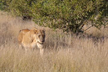 Afrikanischer Löwe / African lion / Panthera leo.