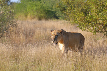 Afrikanischer Löwe / African lion / Panthera leo.