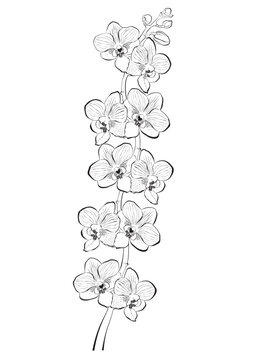 Orchid branch isolated on white background. Vector Illustration
