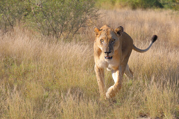 Afrikanischer Löwe / African lion / Panthera leo.