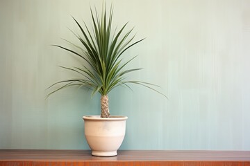 a yucca plant against a neutral, textured wall