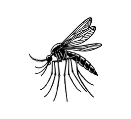 mosquito hand drawn vector graphic asset