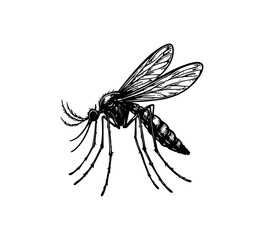 mosquito hand drawn vector graphic asset