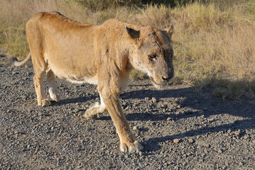 Afrikanischer Löwe / African lion / Panthera leo.