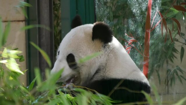 Panda eating bamboo tree.