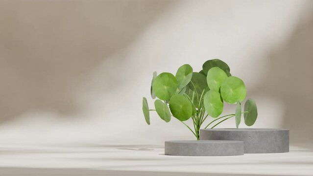 blank mockup gray concrete podium of with seamless loop shadow animation green leaf peperomia plant and beige wall, rendering 3d footage
