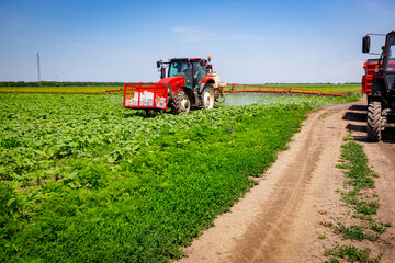 Tractor as spraying field of sunflower, as waving in wind, with sprayer, herbicide and pesticide