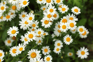 many blooming daisies close-up top view. wildflowers spring background