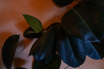 Modern houseplants. Ficus Elastica, burgundy or rubber plant