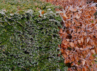 a combination of green-leaved hedge and red-leaved in a row close together. striped effect. hedges...