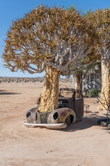 big Quiver tree out of vintage car body worn down by rust in exibition at Canyon Roadhouse, Namibia