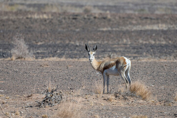 Springbock in desert, near Holoog,  Namibia