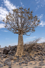 Quiver tree and stony ground at Quivertree forest, Keetmansoop, Namibia