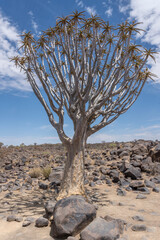 Quiver tree on stony ground at Quivertree forest, Keetmansoop, Namibia
