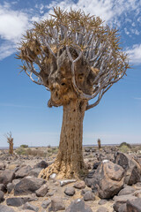 Quiver tree with big weaver birds nest at Quivertree forest, Keetmansoop, Namibia