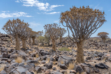 Quiver trees wood on ground with boulders at Quivertree forest, Keetmansoop, Namibia