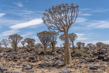 Quiver trees on stony ground at Quivertree forest, Keetmansoop, Namibia