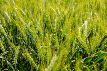 Agricultural crop field of young wheat ears close-up are waving in wind