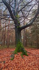 Fototapeta premium tree in autumn