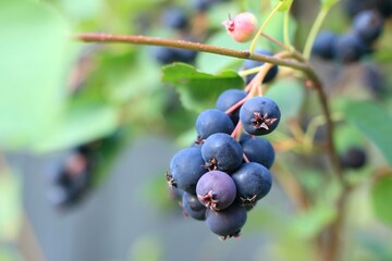 Branch with berries of Amelanchier alnifolia called Smoky Saskatoon, Pacific serviceberry, western serviceberry or dwarf shadbush. Sweet blue Saskatoon berries ripening on bush branches.