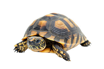 Fototapeta premium Cute baby leopard tortoise turtle on tansparent background