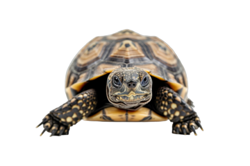 Cute baby leopard tortoise turtle on tansparent background