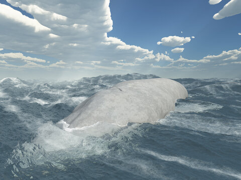 Blauwal im offenen Meer