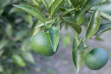 収穫前のすだち