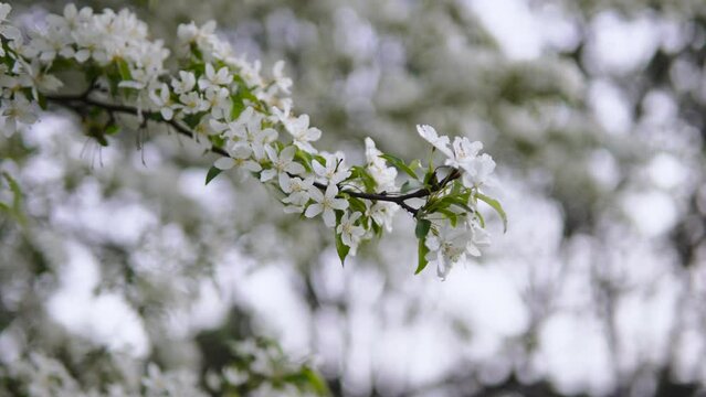 Branch with white flowers and young leaves sways in wind on fruit tree. Background image of spring blossoming cherry trees in garden with blurred bokeh.