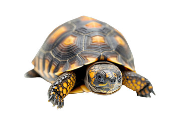 Obraz premium Cute baby cherry head tortoise isolated on white