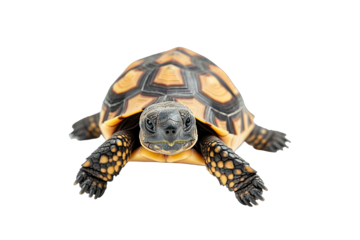 Cute baby cherry head tortoise isolated on white