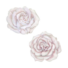 Watercolor white roses a pastel palette in vintage style for wedding, birthday, Valentine's Day, Women's Day, Mother's Day, stickers, wallpapers, bouquets, wreaths, boutonnieres