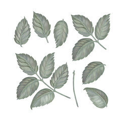 Watercolor rose green leaves in a pastel palette in vintage style for weddings, birthdays, Women's Day, Mother's Day for template, clipart, wallpaper, frame, bouquet, wreath, boutonniere