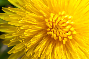 Gros plan fleur jaune  - 726280888