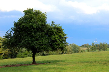 Baum Landschaft Natur Umwelt Ökoogie Umweltschutz 