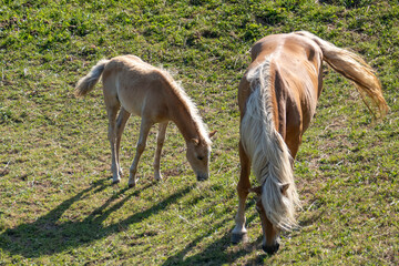 Piani Resinelli, Como, Lombardia