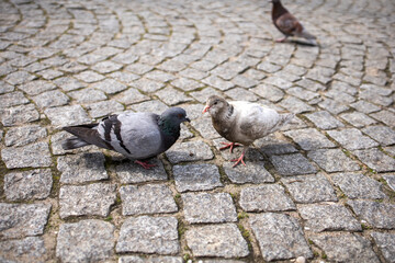 Fototapeta premium Pigeons on the street. Paving stone texture