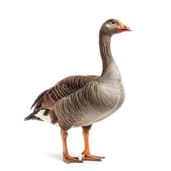 Naklejka na ściany i meble Toulouse Goose in natural pose isolated on white background, photo realistic